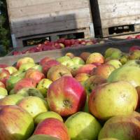 Jus de pomme Marque Valeurs Parc naturel régional de l'Avesnois