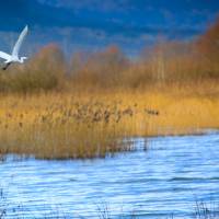 Lac de Madine Lorraine