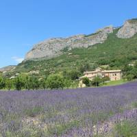 Le moulin d'Orpierre - lavande