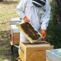 Abeilles et Miels de la Sainte-Baume