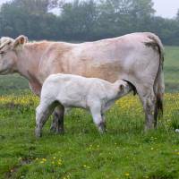 © Karine GAMBART SPIRKEL / Parc naturel régional du Morvan