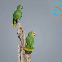 Observation faune - Balade fluviale 