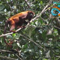 Observation faune - Balade fluviale 