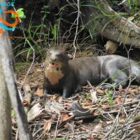 Observation faune - Balade fluviale 