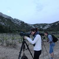 Bureau des guides naturalistes - visite dans les Alpilles observation Grand Ducs