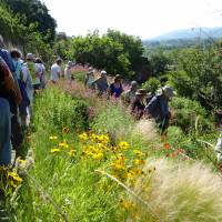 Jardin des plantes tinctoriales_Parc du Luberon