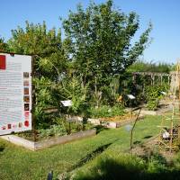 Jardin des plantes tinctoriales_Parc du Luberon