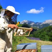 L'Abeille du Vercors©Bertrand CLAEYSSEN/PNR Vercors