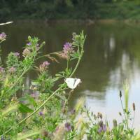 Loire sauvage©PNR Loire Anjou Touraine