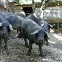 Ferme de las Laous