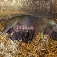 Ferme de las Laous