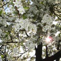 Mirabelliers en fleurs