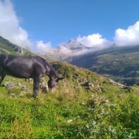 Les Mules de Soula en montagne