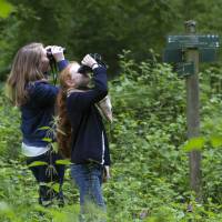 observation d'oiseaux