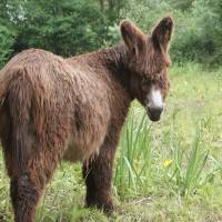 Le Baudet du Poitou, race locale du Marais poitevin