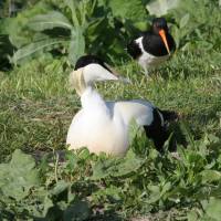 Un Eider hutirer que l'on peut observer au parc ornithologique Les Oiseaux du Marais poitevin