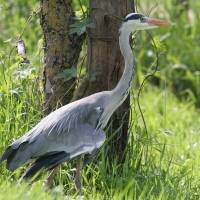 Un Héron cendré, espèce très présente dans le Marais poitevin