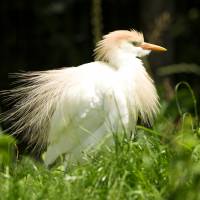 Un Héron gardeboeuf, présent au Parc ornithologique des Oiseaux du Marais poitevin