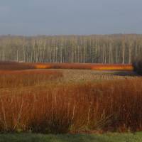 Oseraies©PNR Loire-Anjou-Touraine