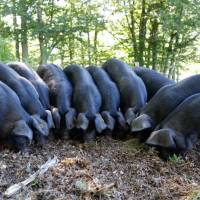 Ferme de las Laous