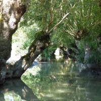 Conche bordée de frênes tétârds dans le Marais poitevin