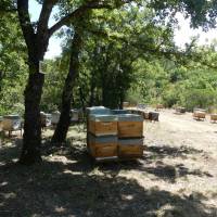 Abeilles et Miels de la Sainte-Baume