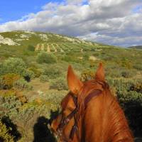 Balade à cheval dans les Alpilles avec le Petit Roman 2