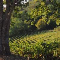 Les terroirs du Plantaurel