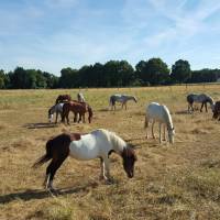 les poneys d'abord