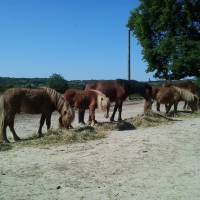 les poneys d'abord