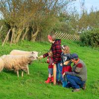Rencontre avec la race locale des moutons Boulonnais