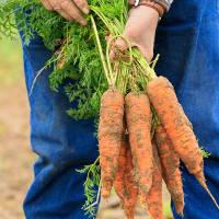 Carottes de Tilques de 20 à 30cm de long