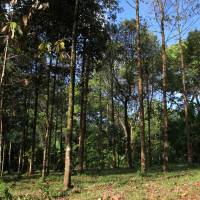 Plantation de bois de rose