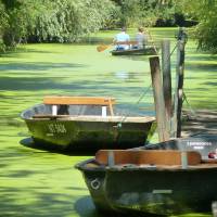 Barques dans une conche recouverte de lentilles d'eau à Maillezais