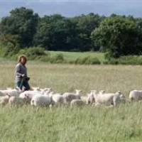 Anne au milieu de ses moutons en Brenne