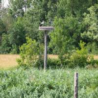 Nid de cigognes dans la réserve des Huttes