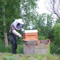 Apiculture