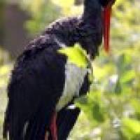 Cigogne noire-gregory-smellinckx