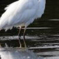 Grande aigrette-gregory-smellinckx