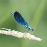 Stage connaissance libellules par le CPIE en Brenne-CPIE