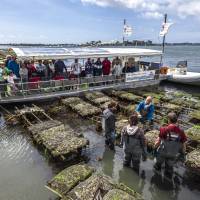 Découverte du métier d'ostreiculture