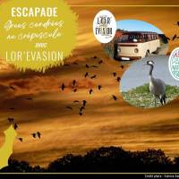 Escapade "Grues cendrées au crépuscule"