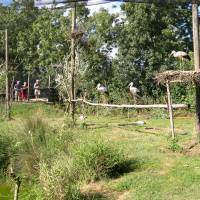 La volière des cigognes au Parc ornithologique des Oiseaux du Marais poitevin