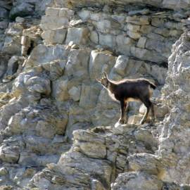 Chamois - face nord Ventoux