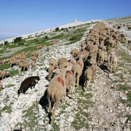 Troupeau ovin en estive - sommet Ventoux