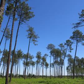 Forêt Garein