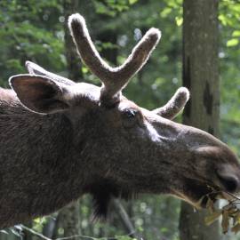 Elan d'Europe à l'Espace Faune de la Forêt d'Orient