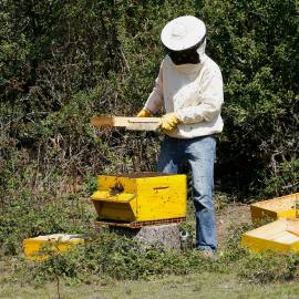 Apiculture récolte Golfe du Morbihan