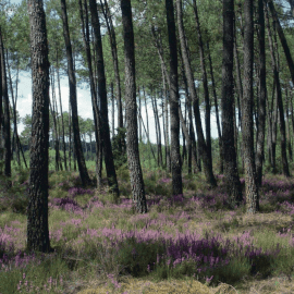 © Photothèque Parc naturel régional des Landes de Gascogne