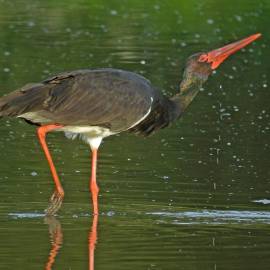 Cigogne noire